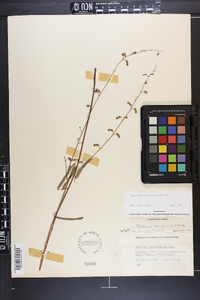 Desmodium tenuifolium image