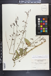 Desmodium tortuosum image