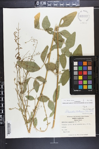 Desmodium tortuosum image