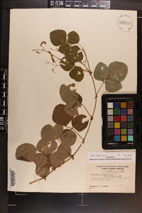 Desmodium rotundifolium image