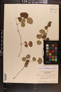 Desmodium rotundifolium image