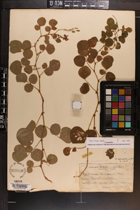 Desmodium rotundifolium image