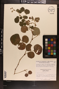 Desmodium rotundifolium image