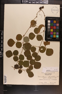 Desmodium rotundifolium image