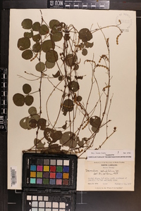 Desmodium rotundifolium image