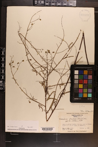 Desmodium strictum image