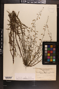 Desmodium strictum image