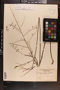 Desmodium strictum image