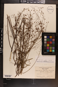 Desmodium strictum image