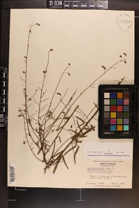 Desmodium strictum image