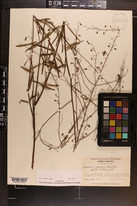 Desmodium strictum image