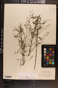 Desmodium strictum image