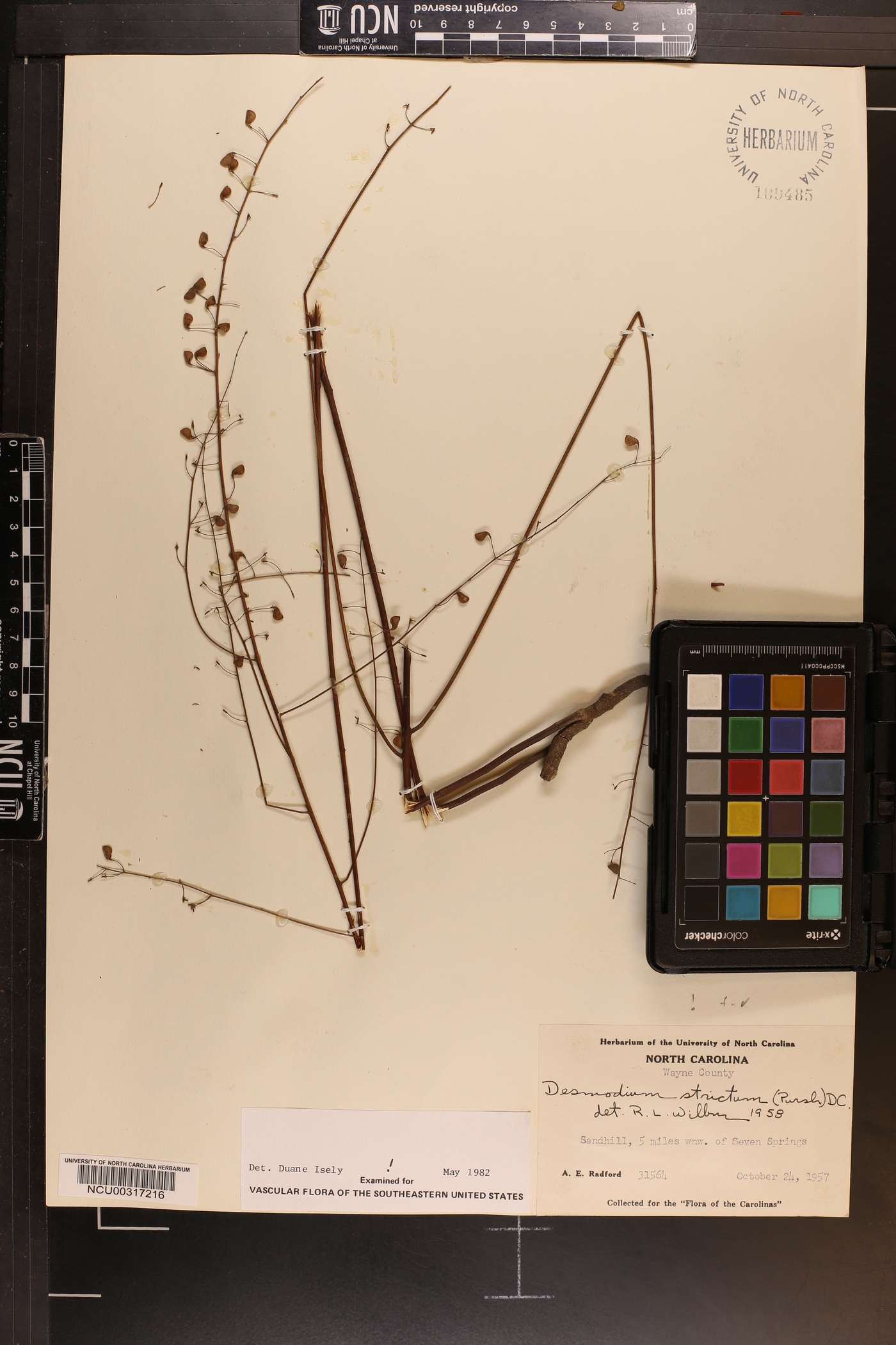 Desmodium strictum image