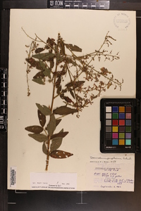 Desmodium perplexum image