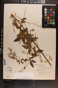 Desmodium perplexum image