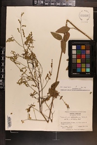 Desmodium perplexum image