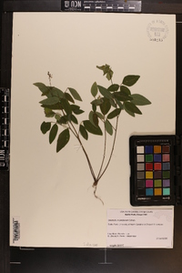 Desmodium perplexum image