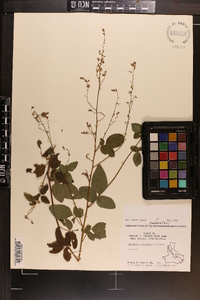 Desmodium perplexum image