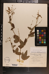 Desmodium perplexum image