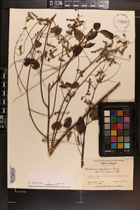 Desmodium perplexum image