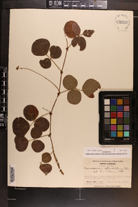 Desmodium rotundifolium image