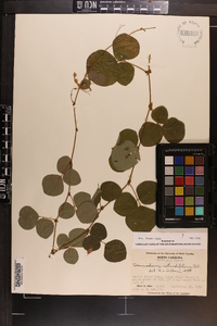 Desmodium rotundifolium image