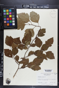 Crataegus viridis image