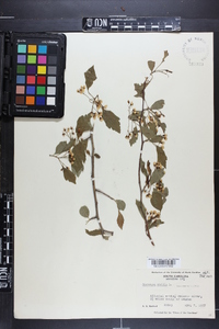 Crataegus viridis image