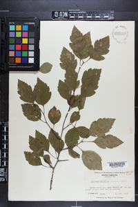 Crataegus viridis image