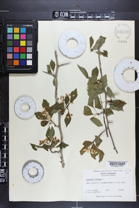 Crataegus viridis image