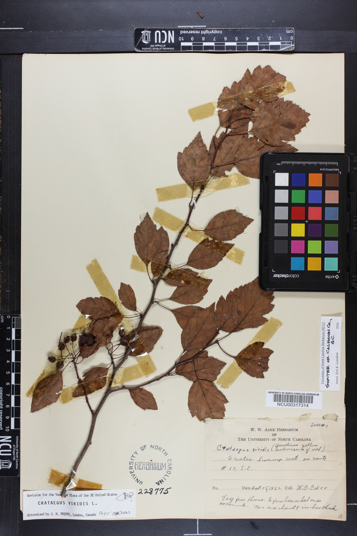 Crataegus viridis image
