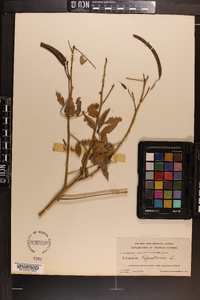 Cassia ligustrina image