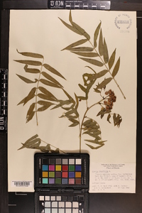 Cassia ligustrina image