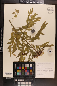 Cassia ligustrina image