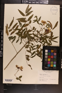 Cassia ligustrina image