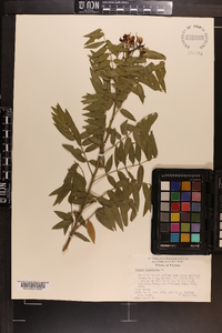 Cassia ligustrina image