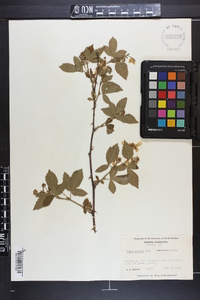 Rubus argutus image