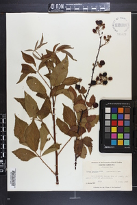 Rubus argutus image