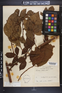 Rubus argutus image