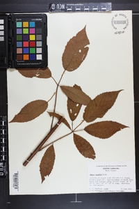 Rubus argutus image