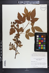 Rubus argutus image