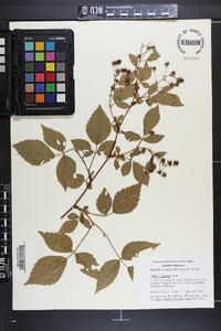 Rubus argutus image