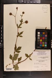 Geum laciniatum image