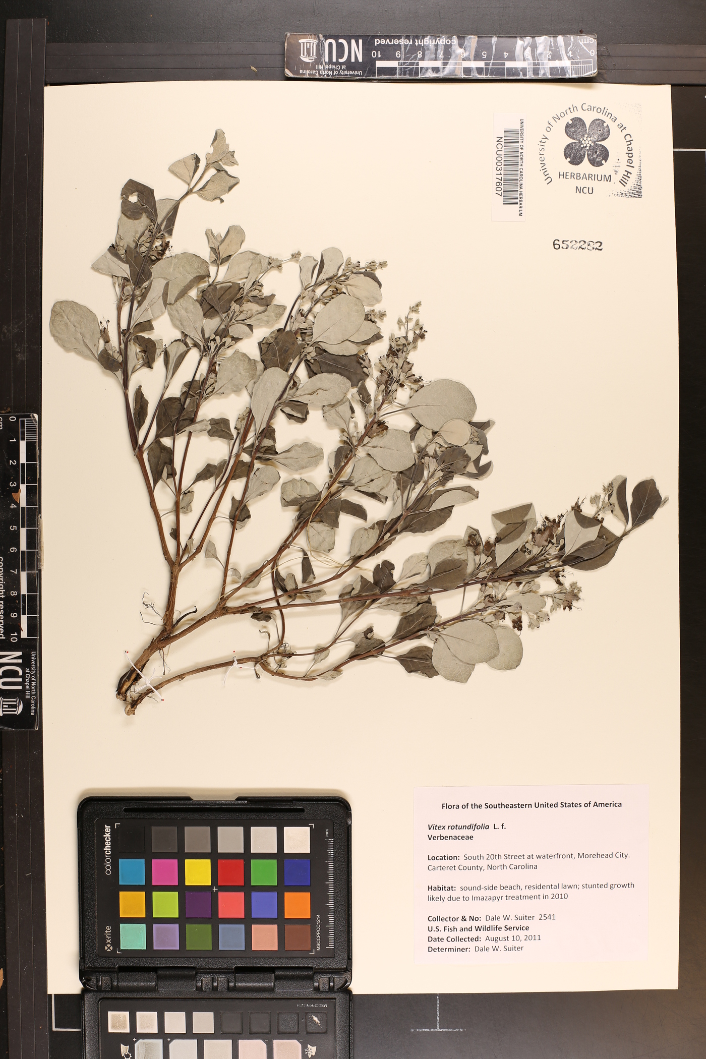 Vitex rotundifolia image