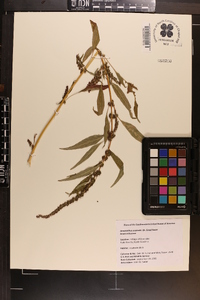 Amaranthus australis image