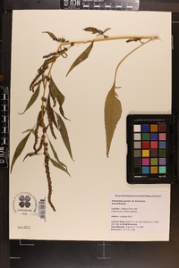 Amaranthus australis image