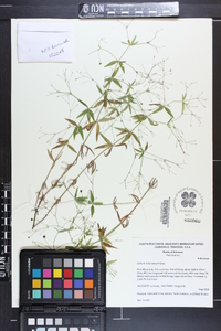 Galium arkansanum image