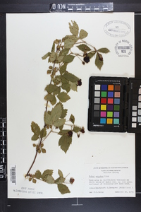 Rubus argutus image