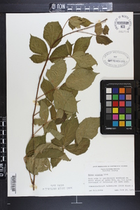 Rubus argutus image