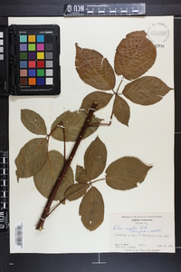 Rubus argutus image